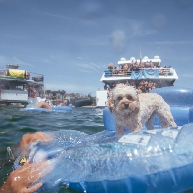 A small dog stands on an inflatable blue pool toy in the water, with a luxury yacht hire Sydney in the background filled with people.