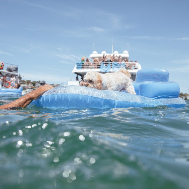 A man in the water reaches for a dog on a blue inflatable raft, with a luxury yacht hire Sydney and people in the background on a sunny day.
