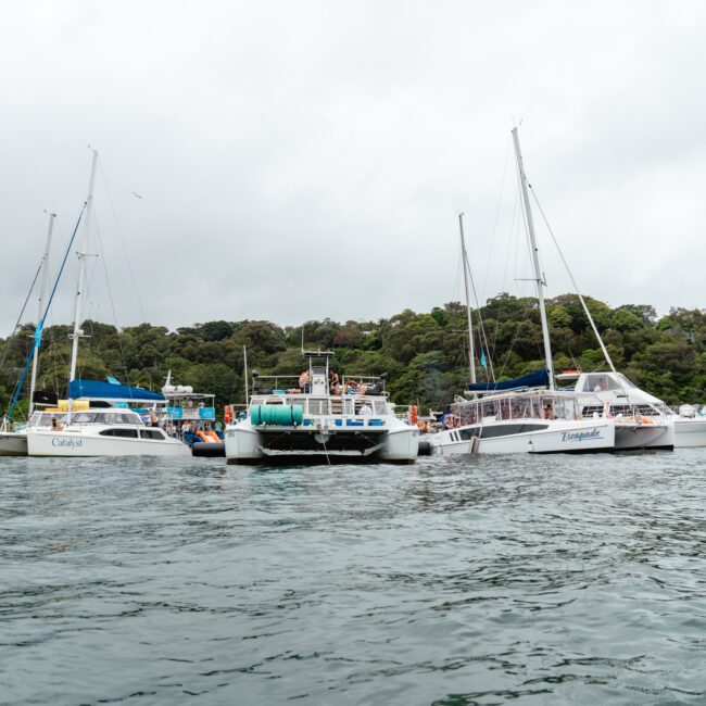 Five sailboats are anchored side by side in calm waters, with lush green trees and vegetation visible in the background. The boats face forward, while some people enjoy themselves on the decks. The sky is overcast, adding a serene touch to the picturesque scene.