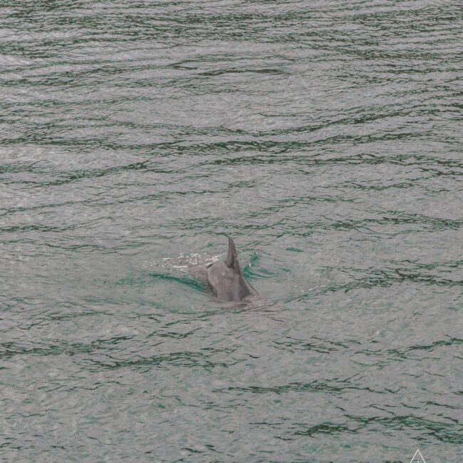 A dolphin swims just below the surface of rippling green water, with only its fin and part of its back visible. The photo is labeled "Upchi Social Club" in the bottom right corner.